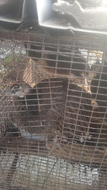 Pavoni maschi e femmine