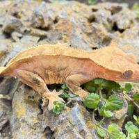 Geco Ciliatus/Crestato Harley