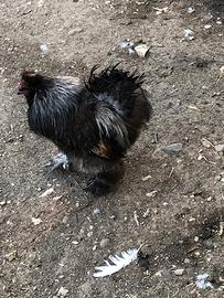 Gallo Morosita