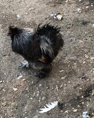 Gallo Morosita