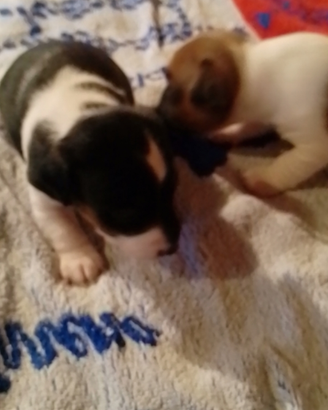 Si vendono cuccioli