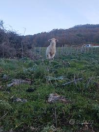 Agnelli il de france