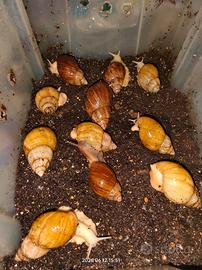 Chiocciole africane fulica