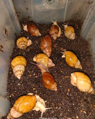 Chiocciole africane fulica