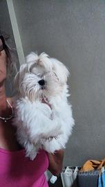 Yorkshire o maltese toyfemmine