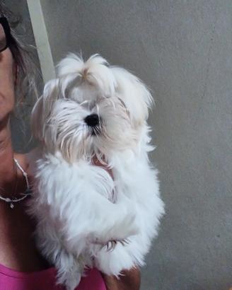 Yorkshire o maltese toyfemmine