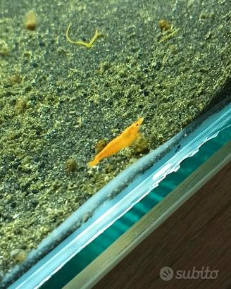 gamberetti Orange Sakura 
