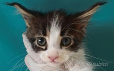 Cuccioli Maine Coon con PEDIGREE e test genetici