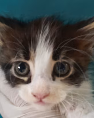Cuccioli Maine Coon con PEDIGREE e test genetici