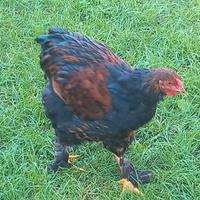 Gallo wyandotte/brhama