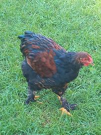 Gallo wyandotte/brhama