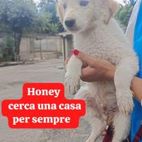 Honey di nome e di fatto