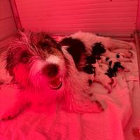 Cuccioli di Jack russell