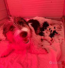 Cuccioli di Jack russell