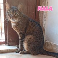 Simba, Sole, Liam e Nala gatti in adozione