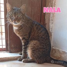 Simba, Sole, Liam e Nala gatti in adozione
