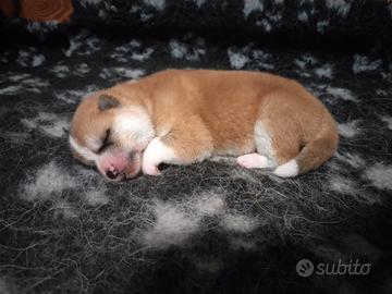 Ultimo cucciolo di akita disponibile