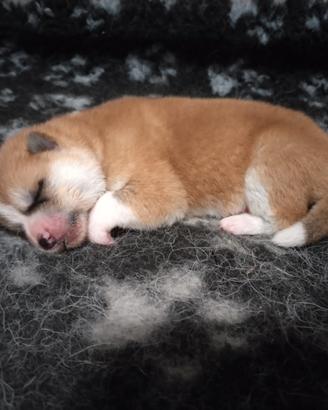 Ultimo cucciolo di akita disponibile