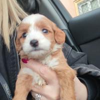 Maltipoo femmina