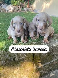 Maschietti di bassotto nano