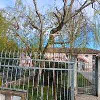 Salice piangente vivo