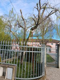 Salice piangente vivo