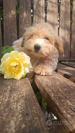 Maltipoo Dip IMMEDIATA