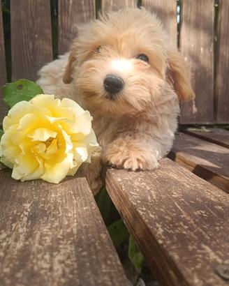 Maltipoo Dip IMMEDIATA