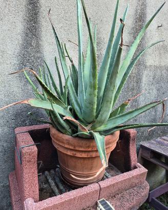 aloe vera