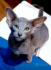 Gatto orientale maschio