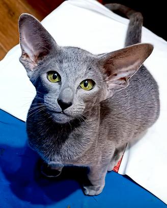 Gatto orientale maschio