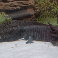 Axolotl maschio