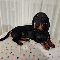 Bassotto con pedigree per accoppiamento