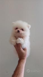 Spitz nano