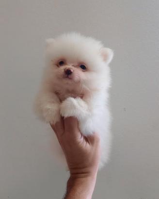Spitz nano