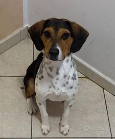 Vasco stupendo Beagle pura razza 2 anni