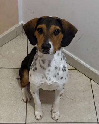 Vasco stupendo Beagle pura razza 2 anni