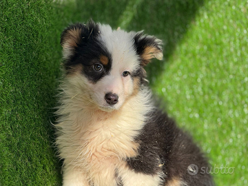 Pastore australiano con pedigree ENCI