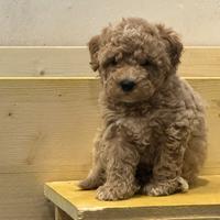 Cuccioli barboncino toy