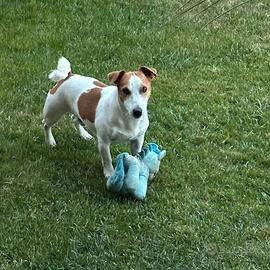 JackRussel per accoppiamento