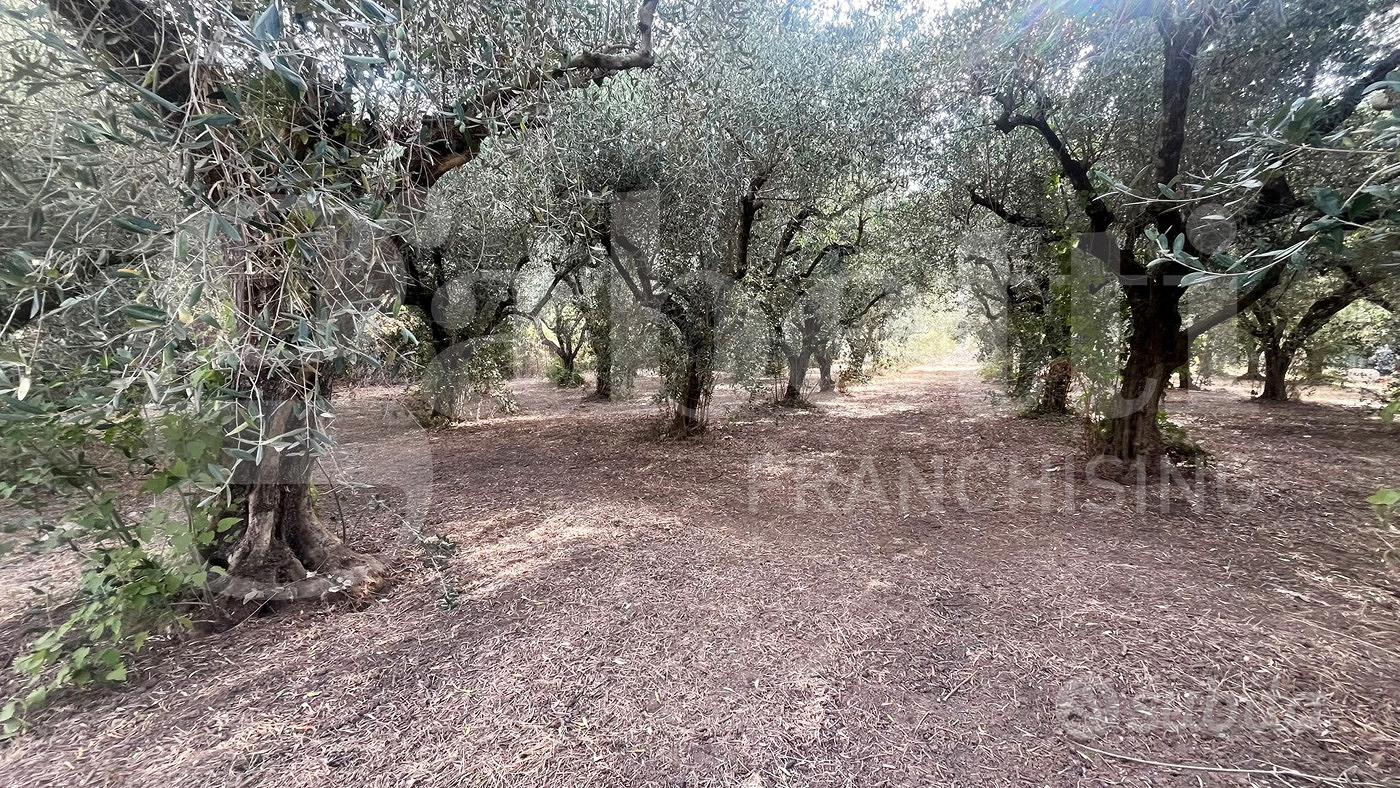 Terreno Agricolo Bellona [Cod. rif 3328126VCG] - Altro
