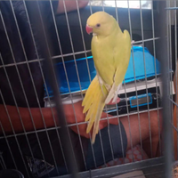 Animali Stefano