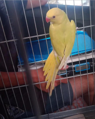 Animali Stefano