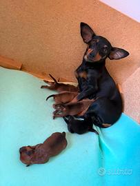 Cuccioli di pincher nati in casa microchip e vac