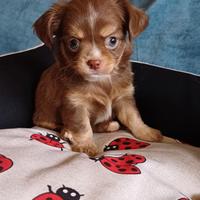 Cucciola Chihuahua PL cioccolato