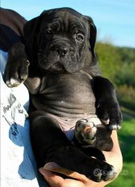 Cane corso cuccioli