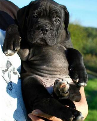 Cane corso cuccioli