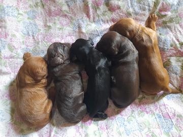 Cuccioli Cocker Spaniel inglese
