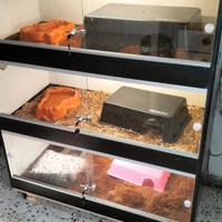 Rak per animali esotici