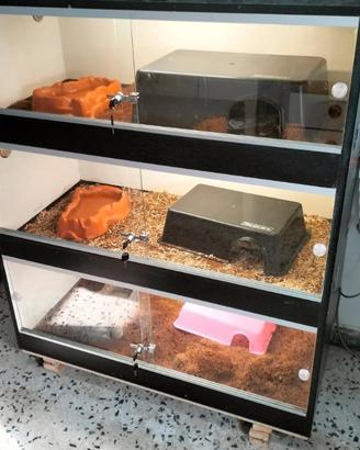 Rak per animali esotici